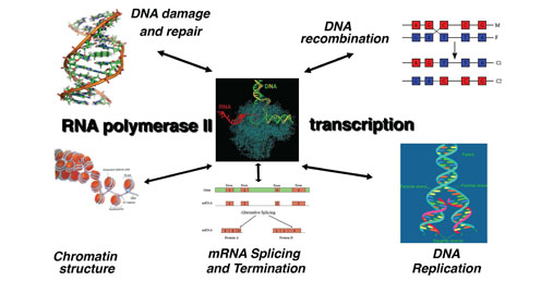 illustration of research